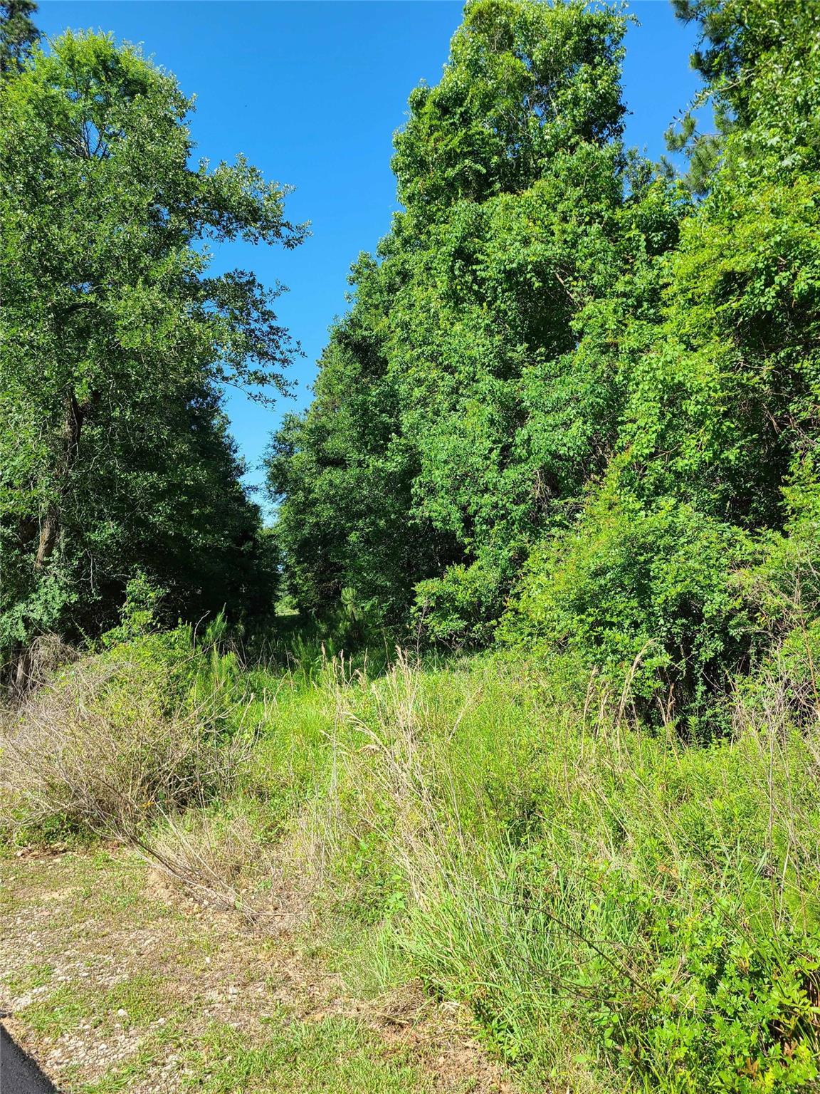 Land in Conroe 4