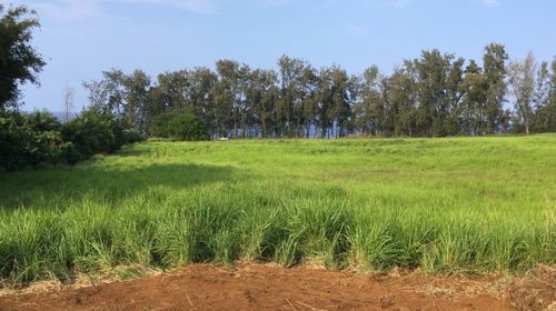 28-3280 Beach Rd, PEPEEKEO, HI, 96783 | Card Image