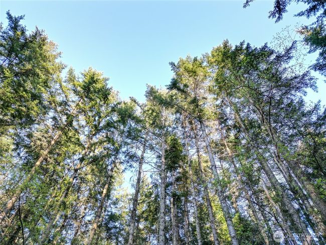 0 Discovery Ridge Rd, Home with 0 bedrooms, 0 bathrooms and null parking in Port Townsend WA | Image 8