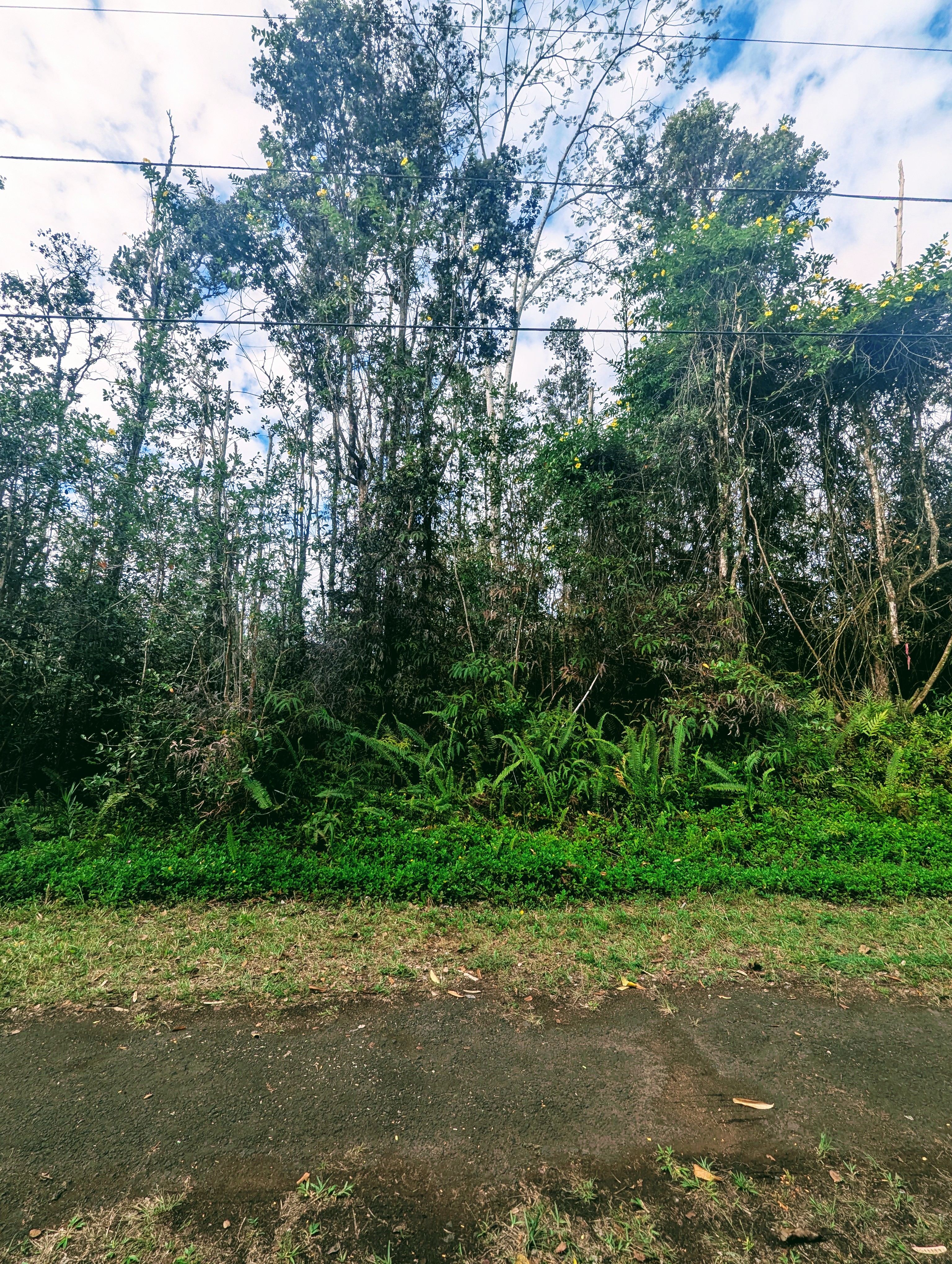 Land in Pahoa 3
