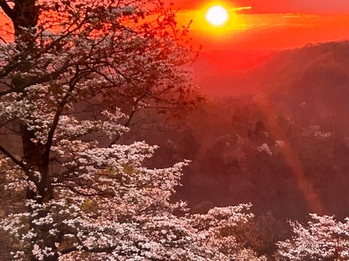 23796 Farm Road 1090, Washburn, MO, 65772-7259 | Card Image