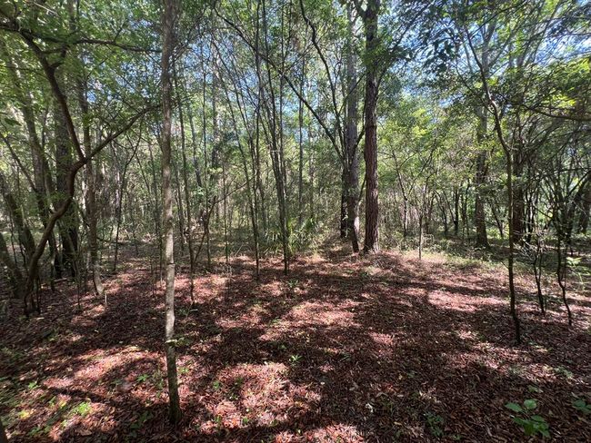Lot 1 Old Wire Rd, Home with 0 bedrooms, 0 bathrooms and null parking in FORT WHITE FL | Image 16