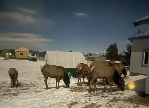 1450 Morris Dr, Lincoln, MT, 59639-9596 | Card Image