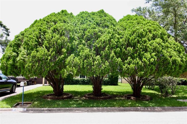 Beautiful Pines in front of the house. | Image 4