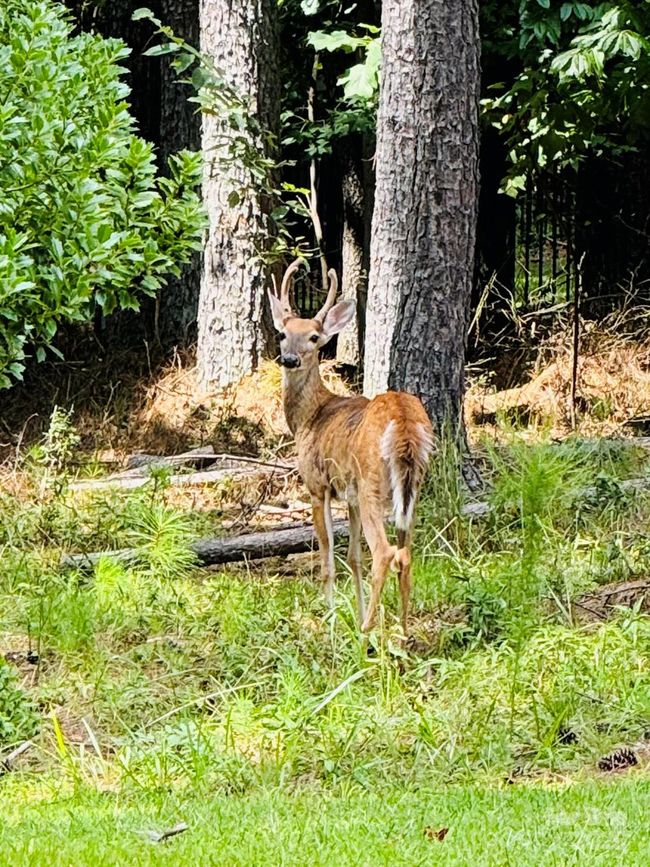 Backyard wildlife | Image 44
