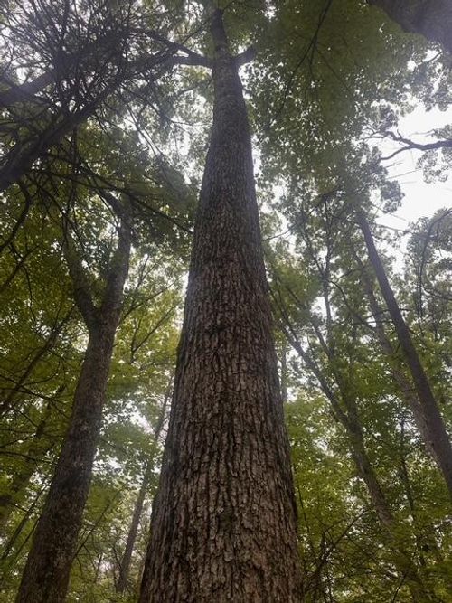 0 E Meinert Rd, Holton, MI, 49425 | Card Image