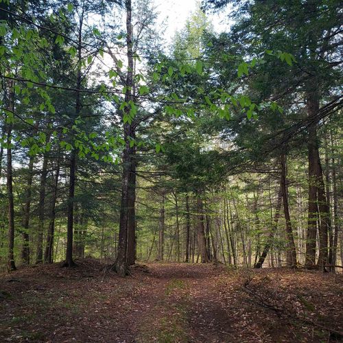 TBD Waits River Rd, Bradford, VT, 05033 | Card Image