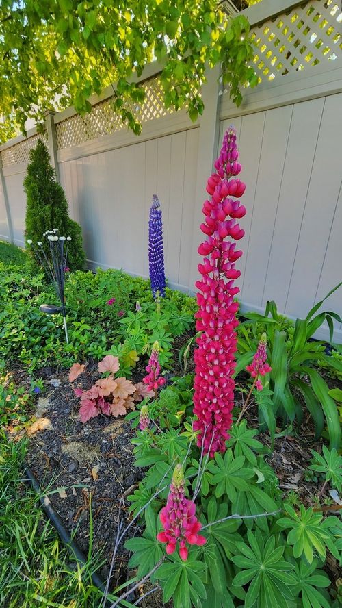 1770 W Windmill Ct, ADDISON, IL, 60101-1865 | Card Image