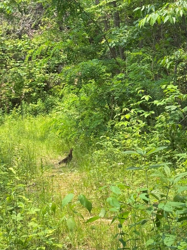 88 acres Bolden Branch Rd, Home with 0 bedrooms, 0 bathrooms and null parking in Andrews NC | Image 19