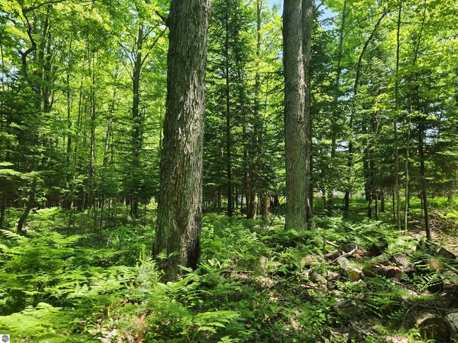 2867 Folks Rd Ne, Home with 0 bedrooms, 0 bathrooms and null parking in Kalkaska MI | Image 14