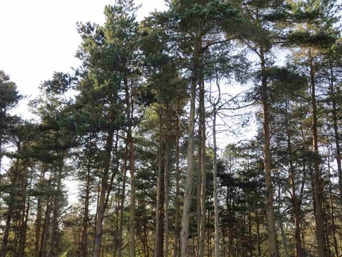 A Spruce Hollow Trce, Fife Lake, MI, 49633 | Card Image