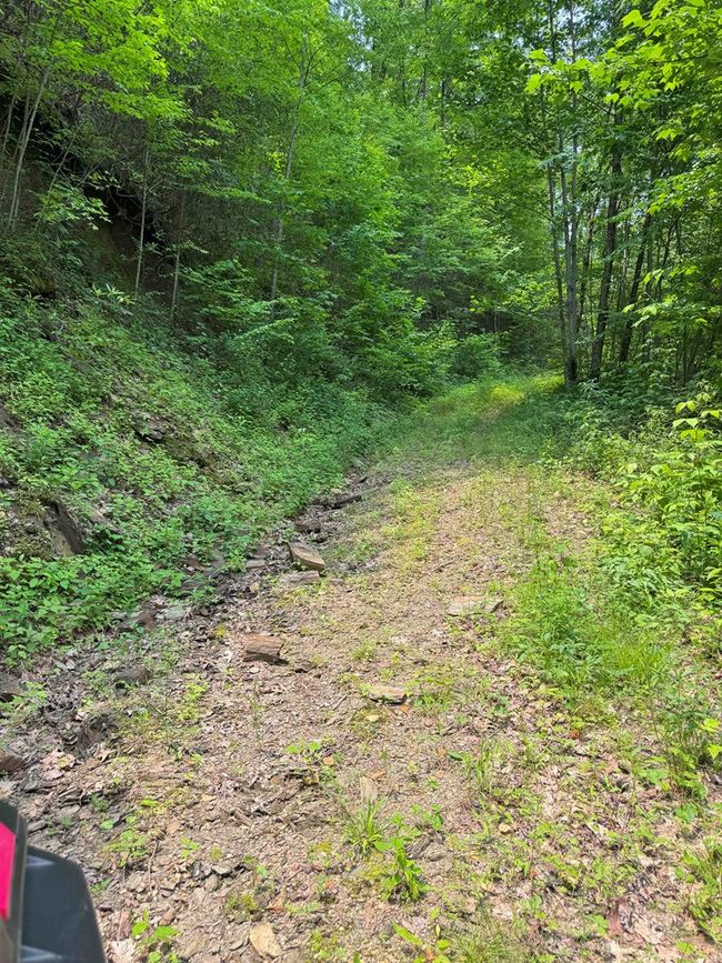 88 acres Bolden Branch Rd, Home with 0 bedrooms, 0 bathrooms and null parking in Andrews NC | Image 14
