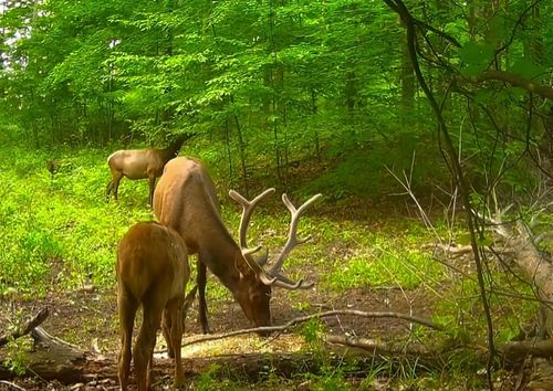 00 Beckett Rd, Johannesburg, MI, 49751 | Card Image