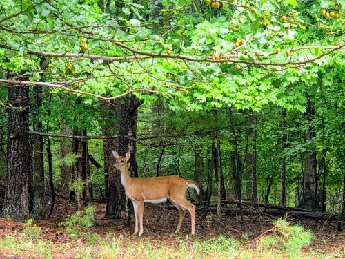 Lot 25 Gap Bridge Rd, Moneta, VA, 24121 | Card Image