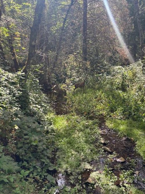 2936 Independence Road, Railroad Flat, CA, 95248 | Card Image