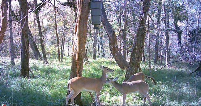 0 Squirrel Holw, Home with 0 bedrooms, 0 bathrooms and null parking in Damon TX | Image 9