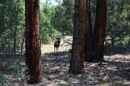 00 The Forks Rd, Chama, NM, 87520 | Card Image