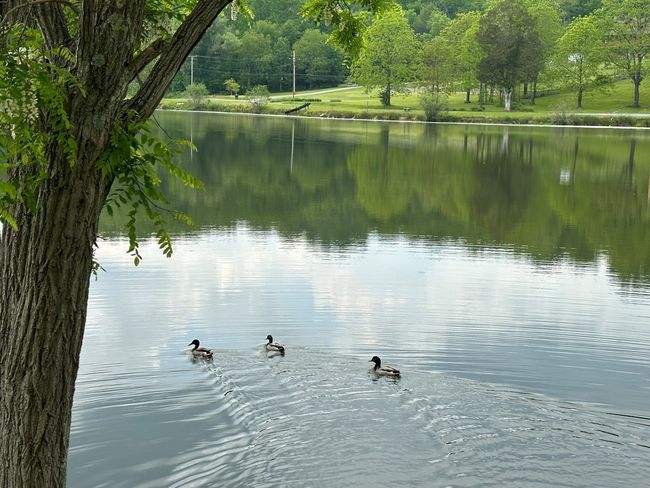 14224 Mud Fork Road, Home with 0 bedrooms, 0 bathrooms and null parking in Falls Mills VA | Image 13