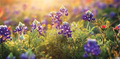 Vickery Executive Collection Bluebonnets | Image 2