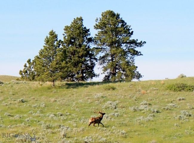 Elk | Image 63