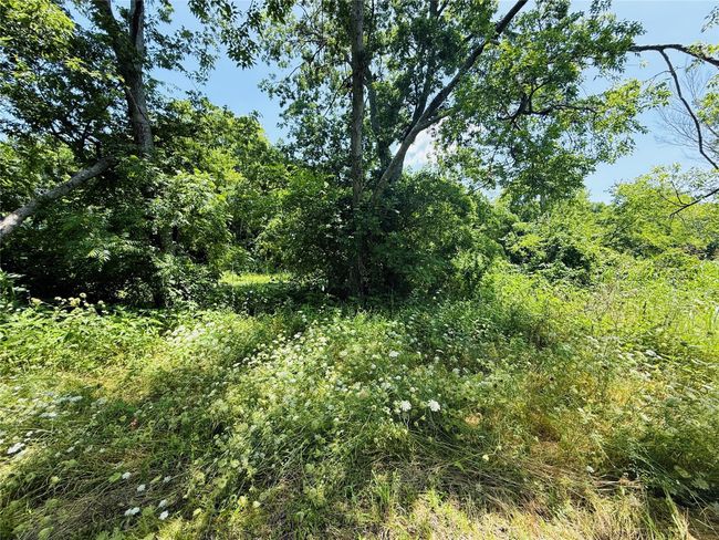 View of woods | Image 21
