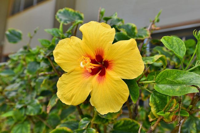 APT-110 - 3691 Lower Honoapiilani Rd, Condo with 1 bedrooms, 1 bathrooms and null parking in Lahaina HI | Image 48