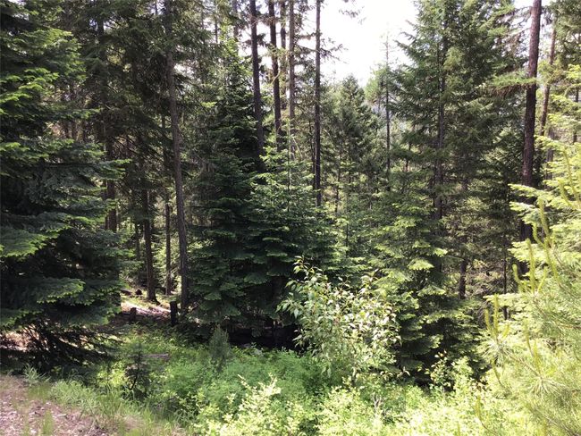 Trees | Image 20