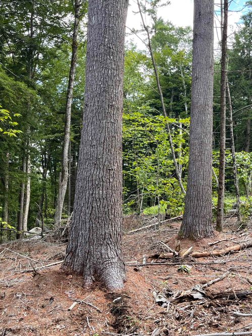 Lots 7 & 10 Underwood Road, Acworth, NH, 03601 | Card Image