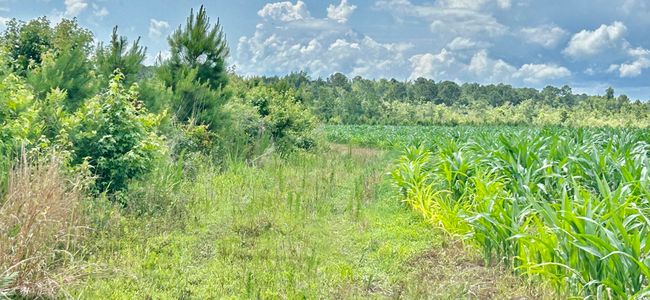 View of local wilderness | Image 22