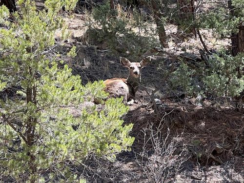 000 Timber Ridge Rd, Weston, CO, 81091 | Card Image