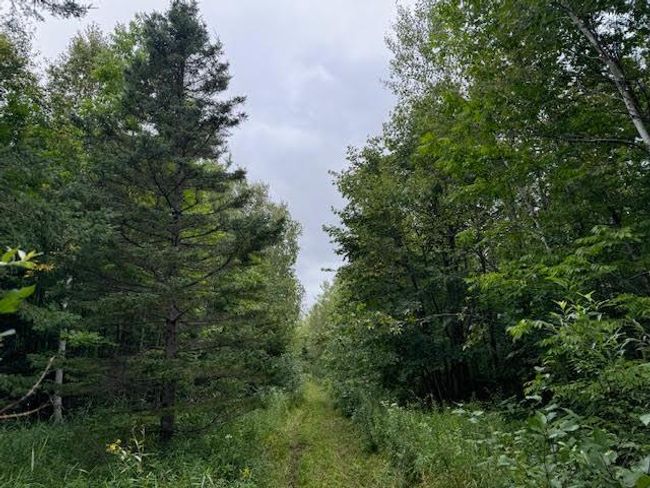 walking trail thru land 2.jpg | Image 23