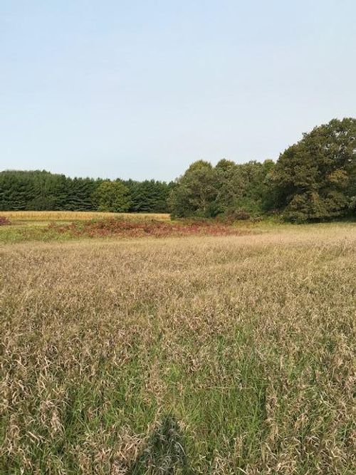 xxxx Pine Bluff (Site13) Rd Nw, Pine Island, MN, 55963 | Card Image