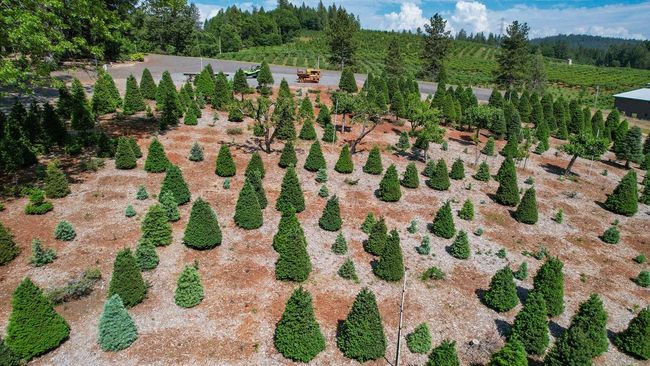 All different sizes of trees. 1000 small trees recently planted. | Image 52