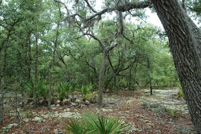 12500 Ne 87 Th Pl, Home with 0 bedrooms, 0 bathrooms and null parking in BRONSON FL | Image 12