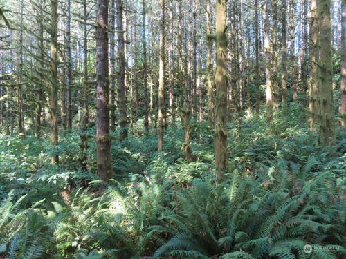 0 XXX State Route 4 W, Grays River, WA, 98621 | Card Image