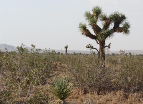  3129171060000 Caughlin Road, Adelanto, CA, 92301 | Card Image