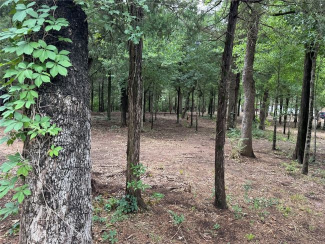 View of woods | Image 15