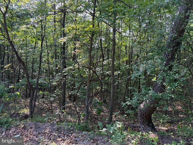 1337 Shanghai Rd, Home with 0 bedrooms, 0 bathrooms and null parking in BERKELEY SPRINGS WV | Image 12