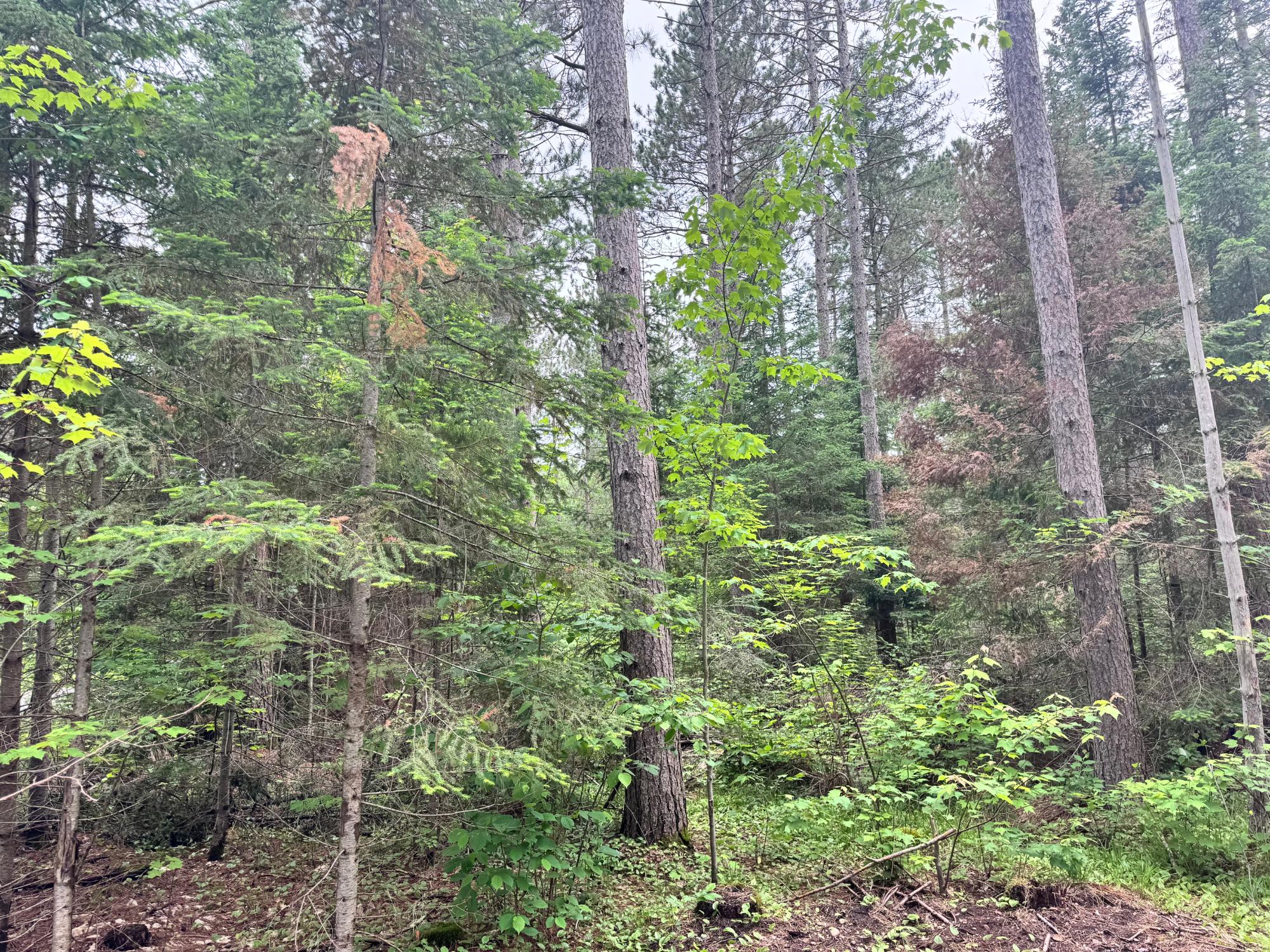 Land in Minocqua 5