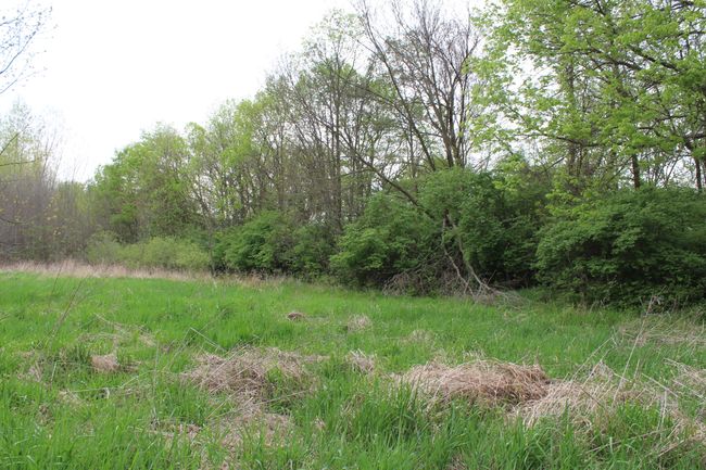 marsh land 3 | Image 26