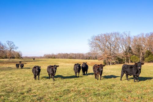 Tbd 241.32 Acres County Road 433, Oak Grove, AR, 72660 | Card Image