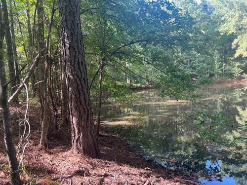 0 An County Road 441, Palestine, TX, 75803 | Card Image