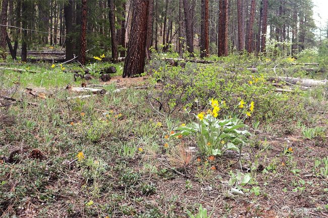 799 Twisp River Rd, Home with 0 bedrooms, 0 bathrooms and null parking in Twisp WA | Image 24