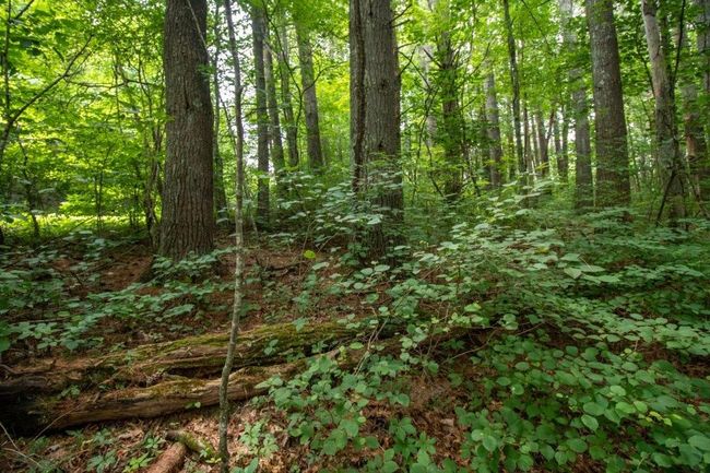 Lot 28 Manor House Dr, Home with 0 bedrooms, 0 bathrooms and null parking in Laurel Fork VA | Image 5