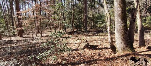 5099 Highway 278 W, Chidester, AR, 71726-8017 | Card Image