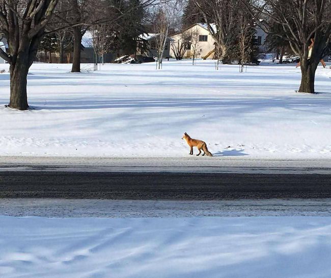 Seller submitted photo of wildlife seen from the home! | Image 28