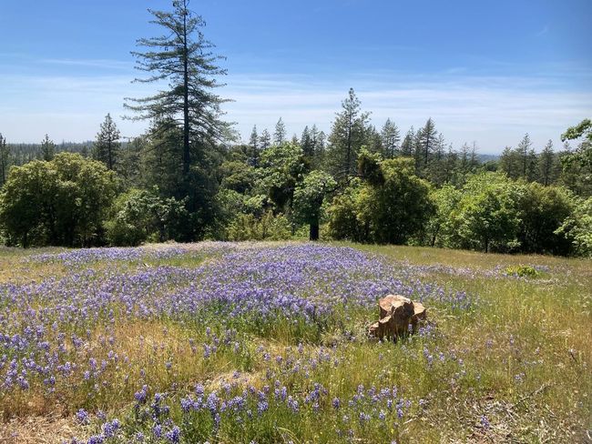 16688 Sonshine Ln, Home with 0 bedrooms, 0 bathrooms and null parking in Sutter Creek CA | Image 44