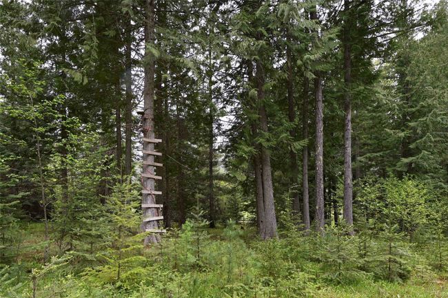 Forest & tree stand | Image 39
