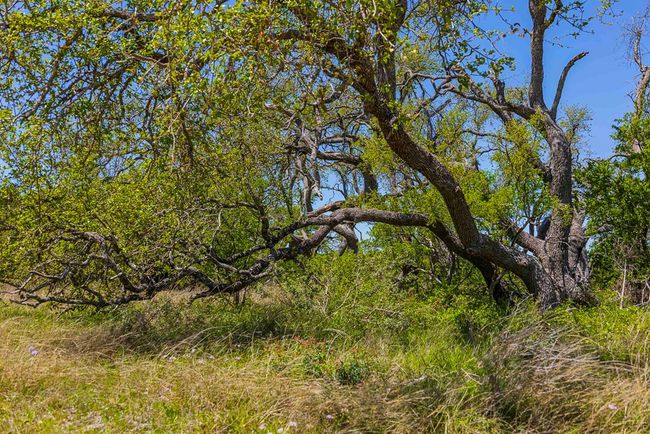 743 Welgehausen Rd, Home with 0 bedrooms, 0 bathrooms and null parking in Fredericksburg TX | Image 36