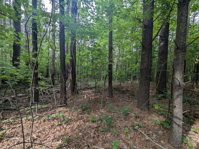 0 Red Rough Rd, Home with 0 bedrooms, 0 bathrooms and null parking in Meadows of Dan VA | Image 6